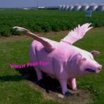 When pigs fly photo